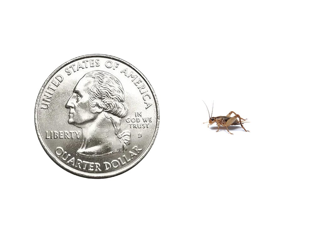 Crickets dubia roaches DubiaRoaches.com Small 1/4" 500 2Day