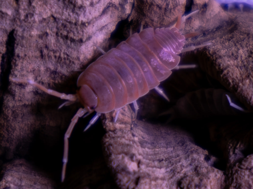 "Orange Cream" Isopods Porcellionoides pruinosus