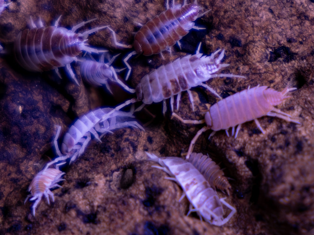 "Orange Cream" Isopods Porcellionoides pruinosus