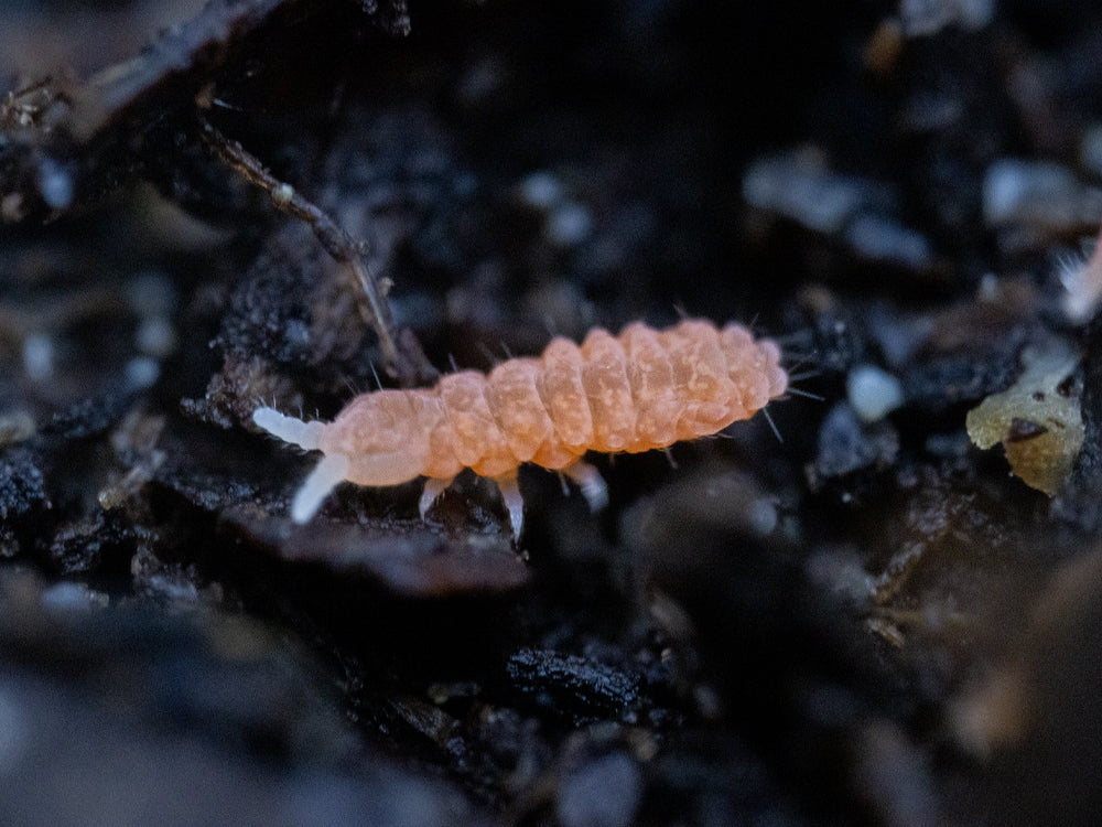 Orange Springtails 10ct. (Yuukianura aphoruroides) RPG