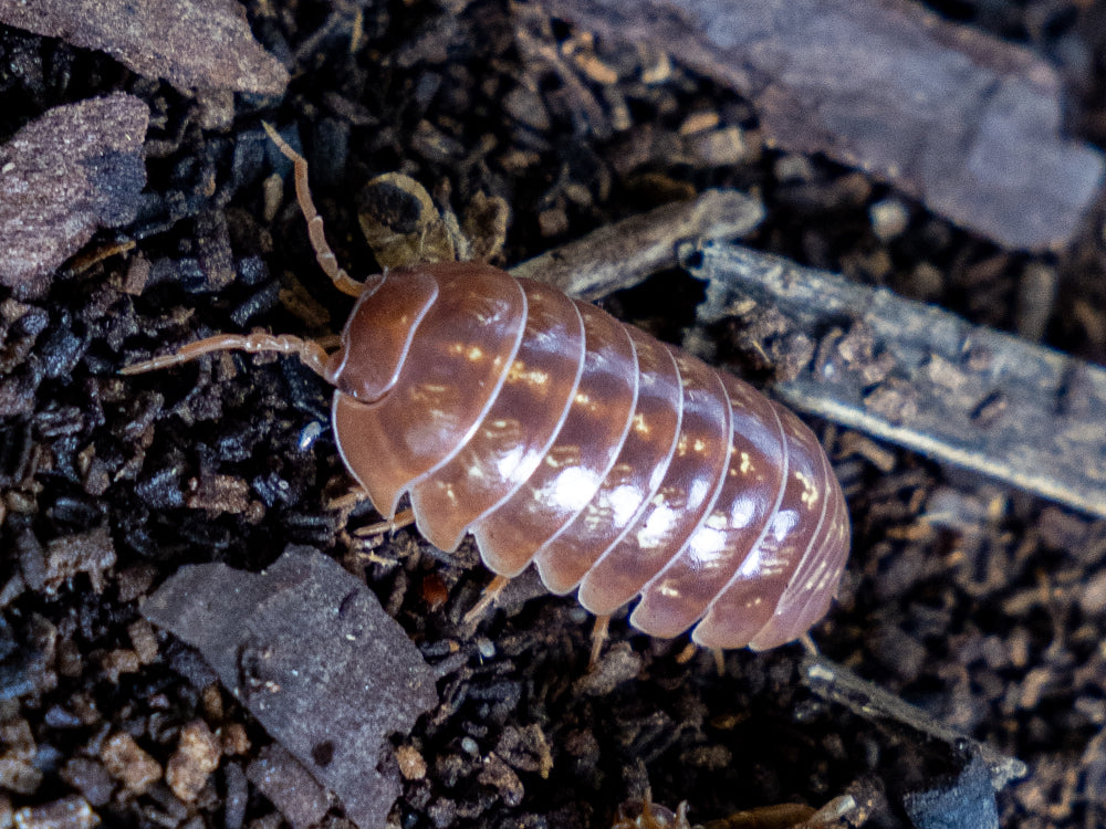 10ct "Orange Vigor" Isopods (Armadillidium Vulgare) RPG