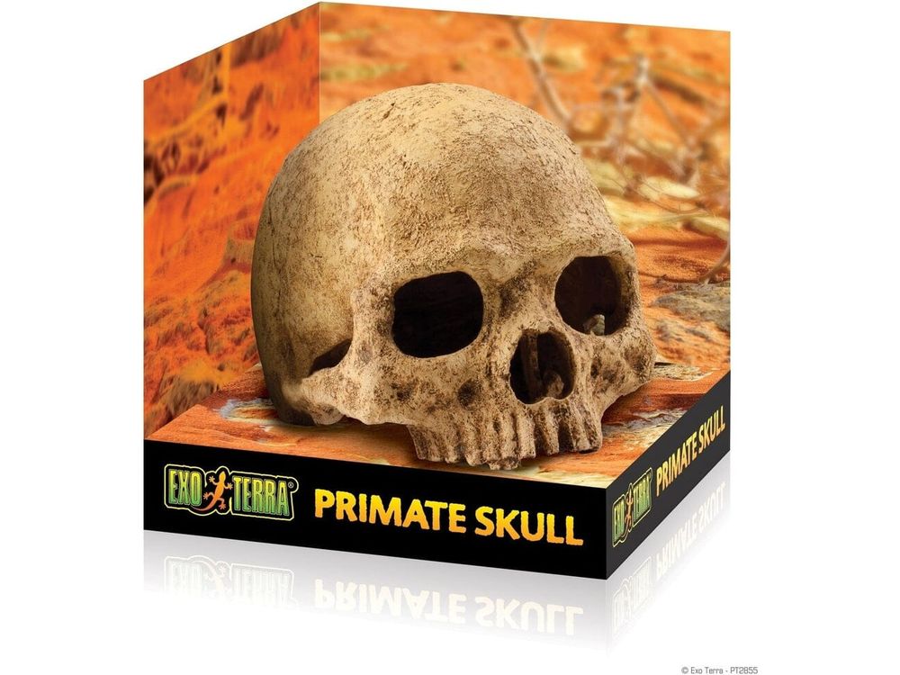 Exo Terra Primate Skull Exo Terra