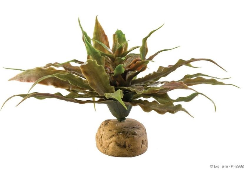 Exo Terra Star Cactus Exo Terra