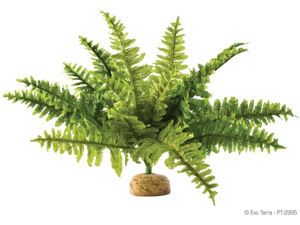 Exo Terra Boston Fern, Medium Exo Terra