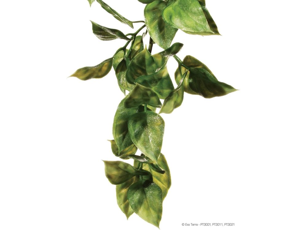 Exo Terra Amapallo, Large Exo Terra