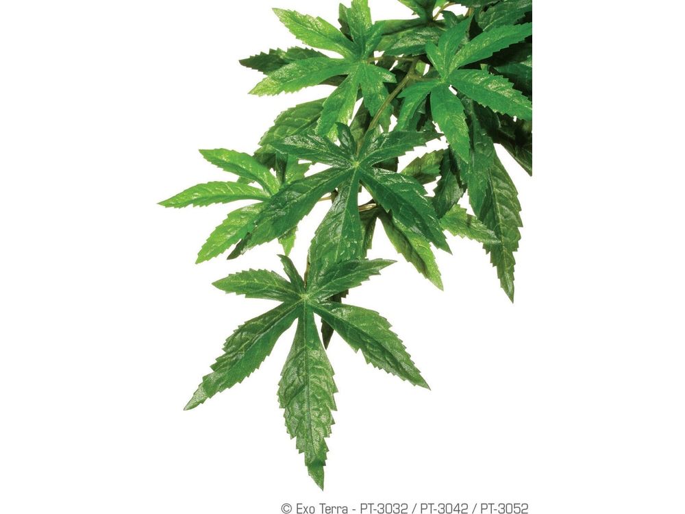 Exo Terra Abutilon, Medium Exo Terra