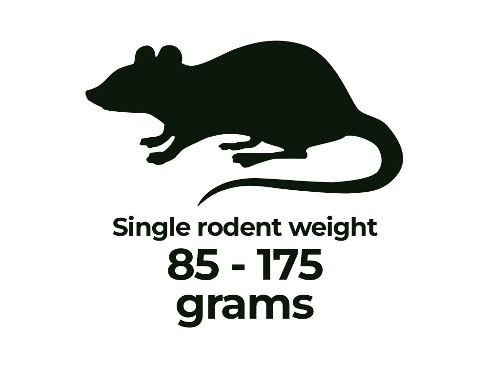 Rodents - Shipping Included