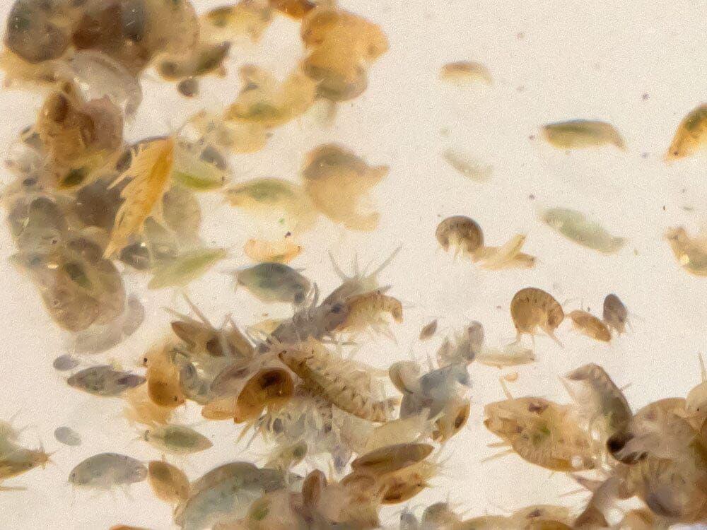 Live Scuds Hyalella azteca