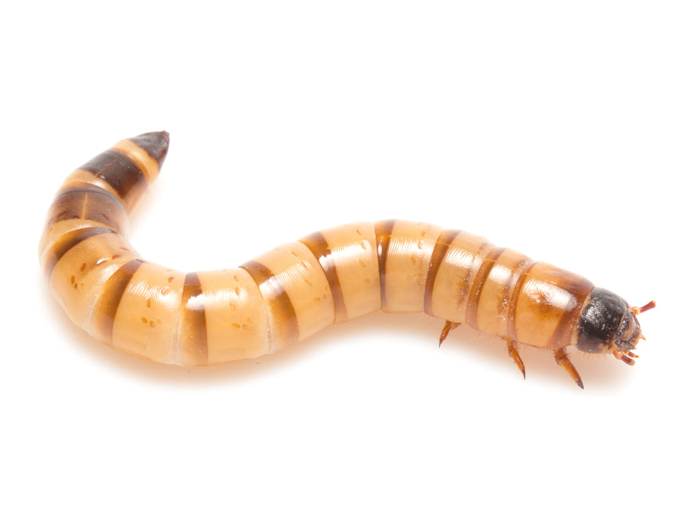 Superworms superworms DubiaRoaches.com