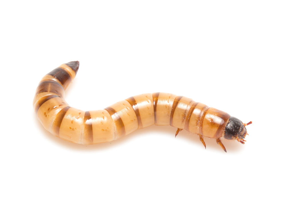 Medium Superworms superworms DubiaRoaches.com