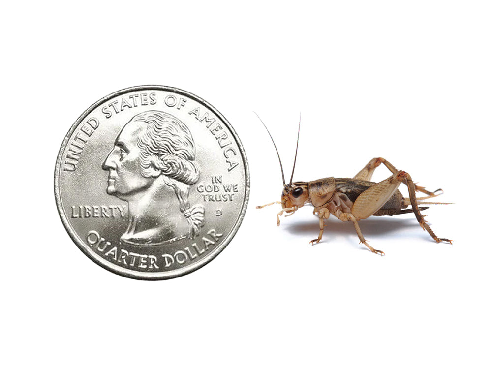 Crickets dubia roaches DubiaRoaches.com Large 3/4" 500 2Day