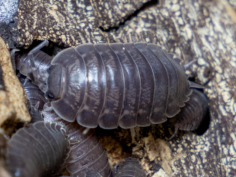 "Wild Type" Isopod (Porcellio Leavis) 10ct Reptile & Amphibian Supplies RPG