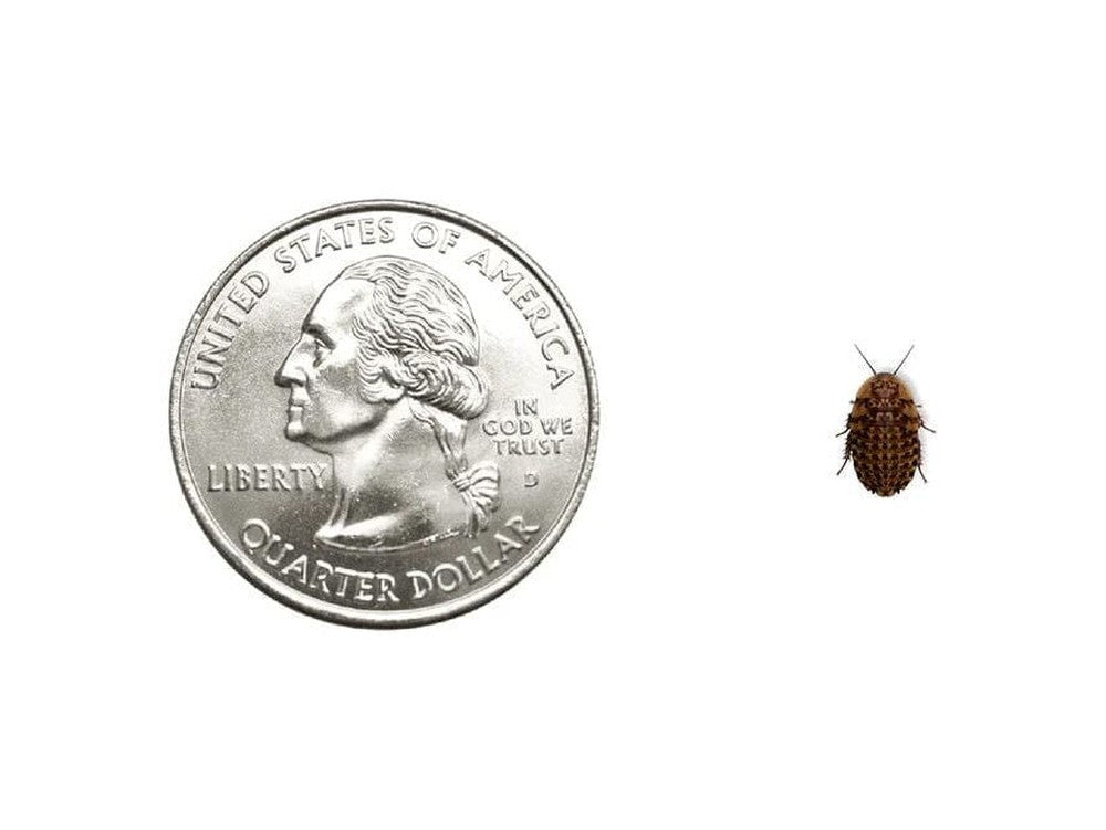 Discoid Roaches - MorphMarket Member Special - FedEx only