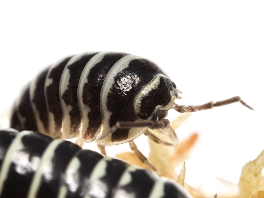 "Zebra" isopods Armadillidium maculatum