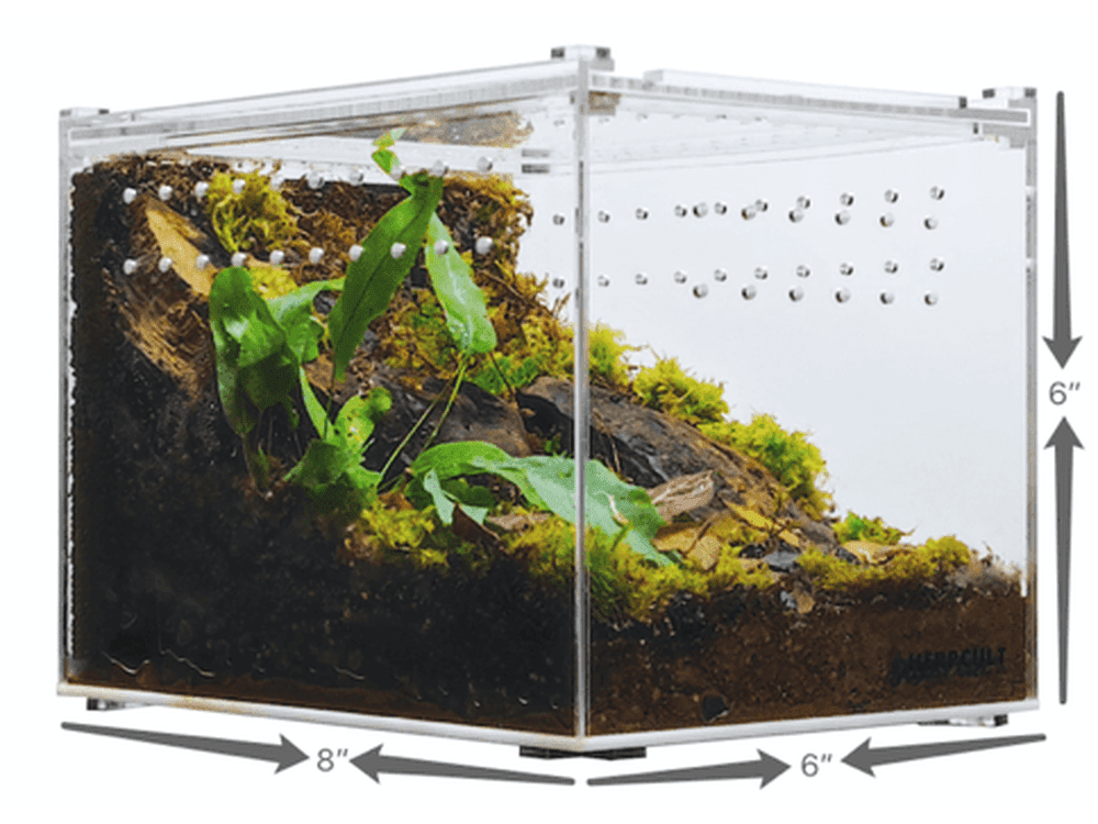Herpcult Acrylic Enclosure Medium-Flat Clear Top 8"x6"x6" @ Herpcult