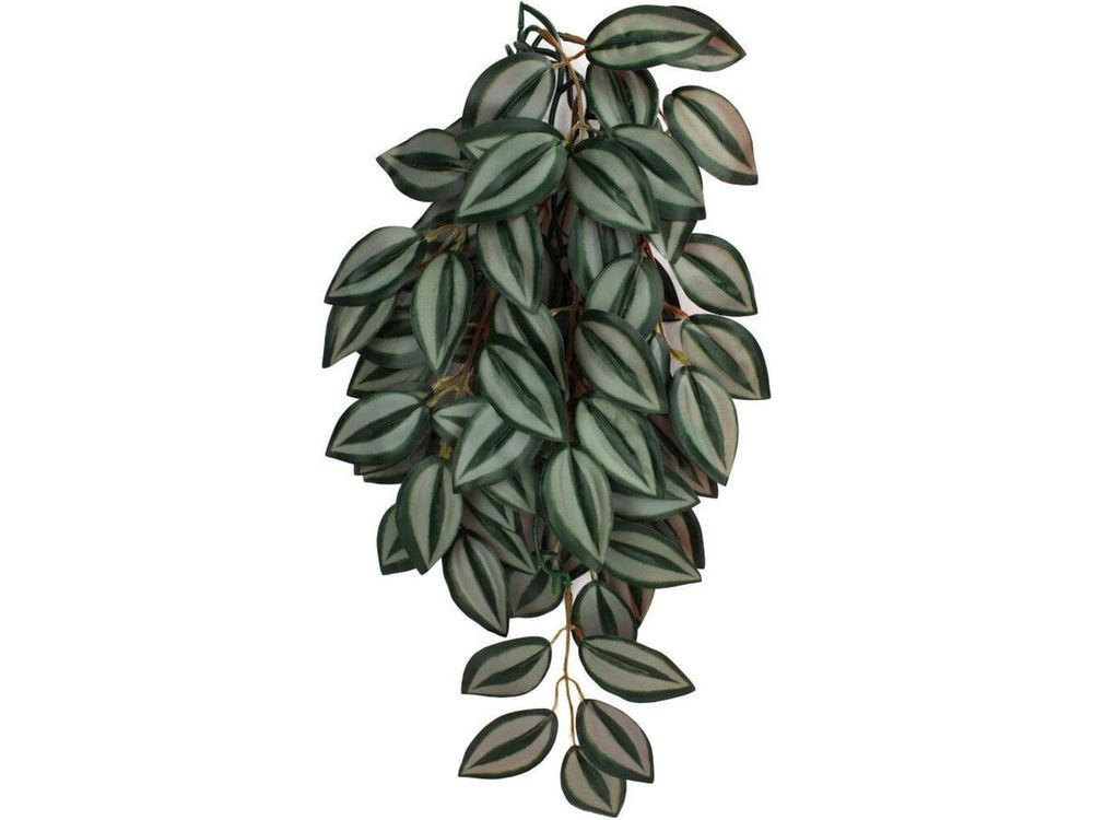 Komodo Zebrina Hanging Plant 1ea/SM, 16 in reptile supplies Komodo