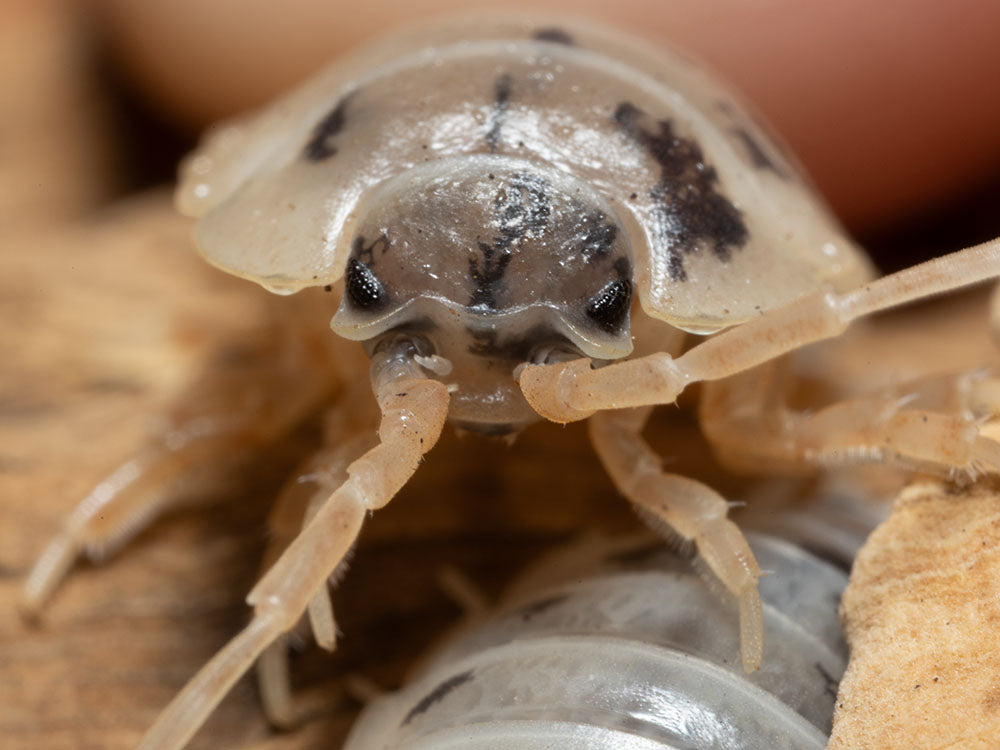 "Dairy Cow" Isopods (Porcellio laevis) Reptile & Amphibian Habitat Accessories RPG