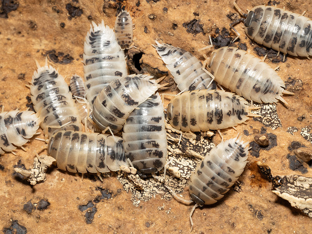 "Dairy Cow" Isopods (Porcellio laevis) Reptile & Amphibian Habitat Accessories RPG