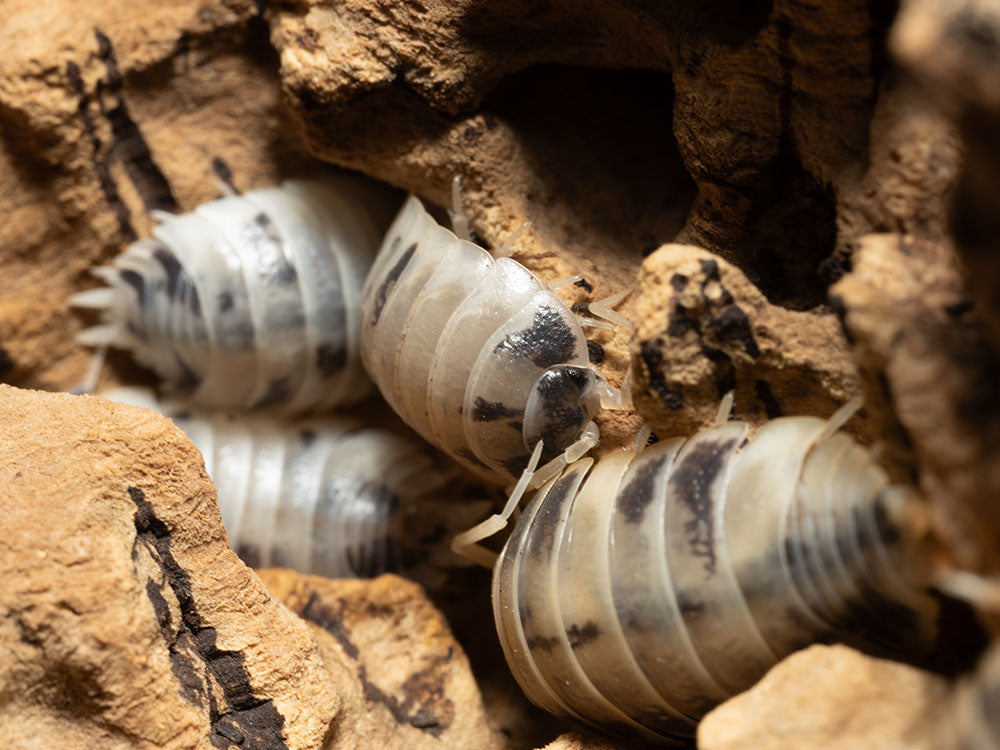 "Dairy Cow" Isopods (Porcellio laevis) Reptile & Amphibian Habitat Accessories RPG