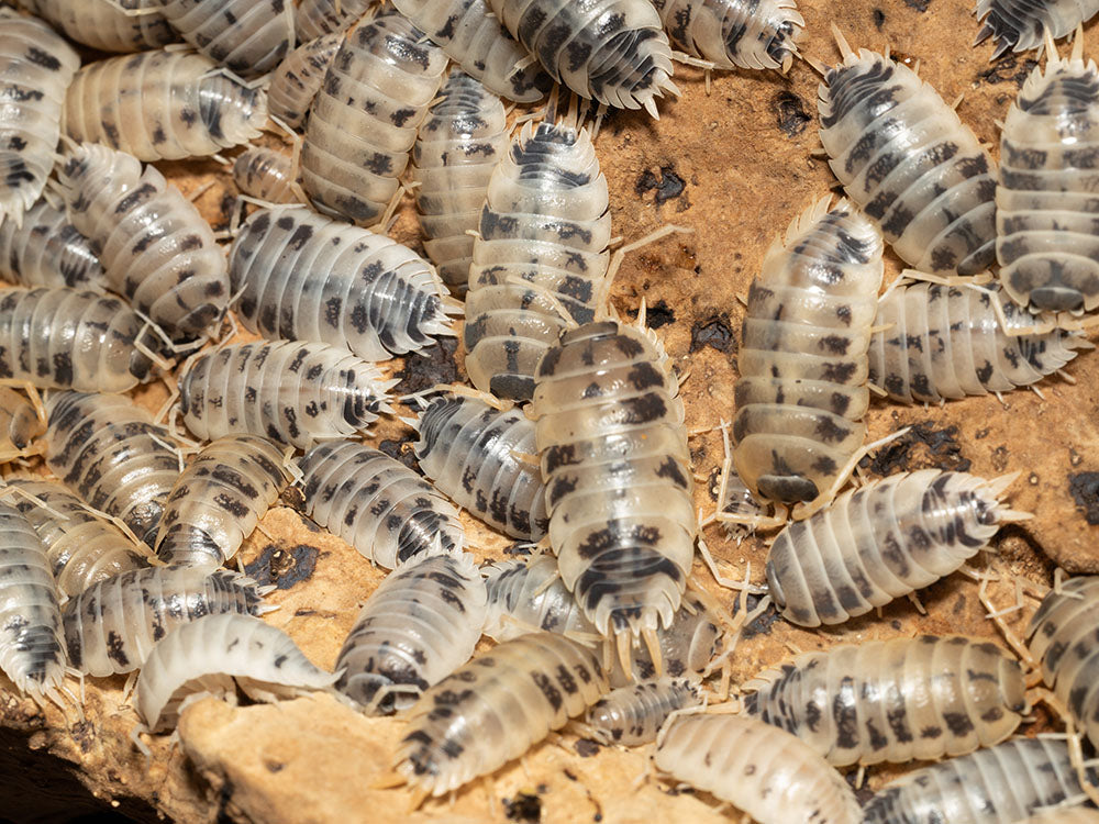 "Dairy Cow" Isopods (Porcellio laevis) Reptile & Amphibian Habitat Accessories RPG