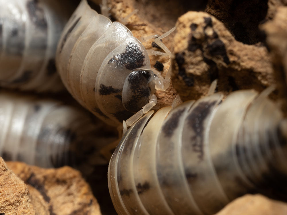 "Dairy Cow" Isopods (Porcellio laevis) Reptile & Amphibian Habitat Accessories RPG