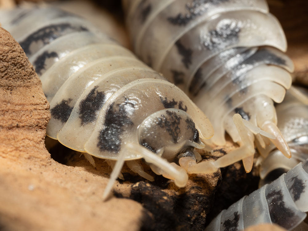 "Dairy Cow" Isopods (Porcellio laevis) Reptile & Amphibian Habitat Accessories RPG