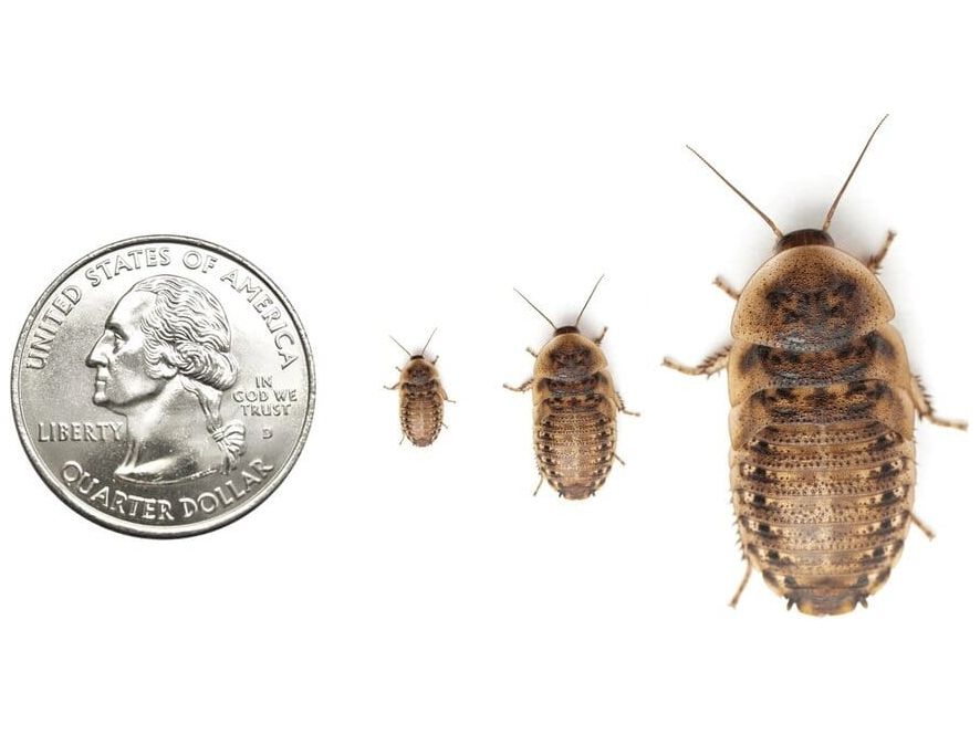 Dubia Roaches dubia roaches Dubia.com