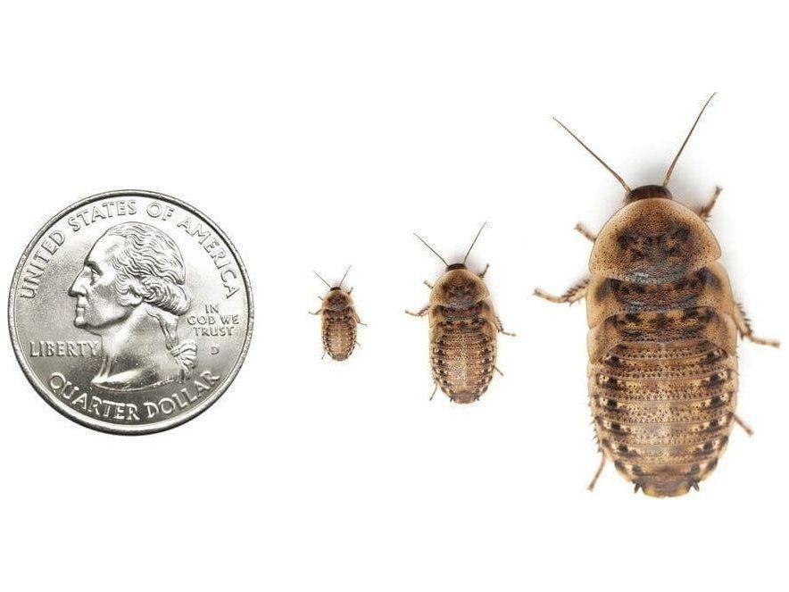Jumbo Dubia (Pre-Adult) FREE SHIPPING dubia roaches DubiaRoaches.com 25