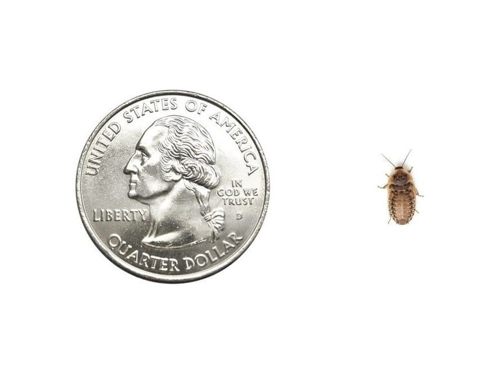 Extra Small 1/4" Dubia FREE SHIPPING dubia roaches DubiaRoaches.com