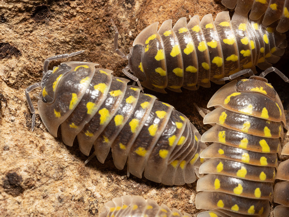 "High Yellow Spotted Giant" isopods Armadillidium Gestroi