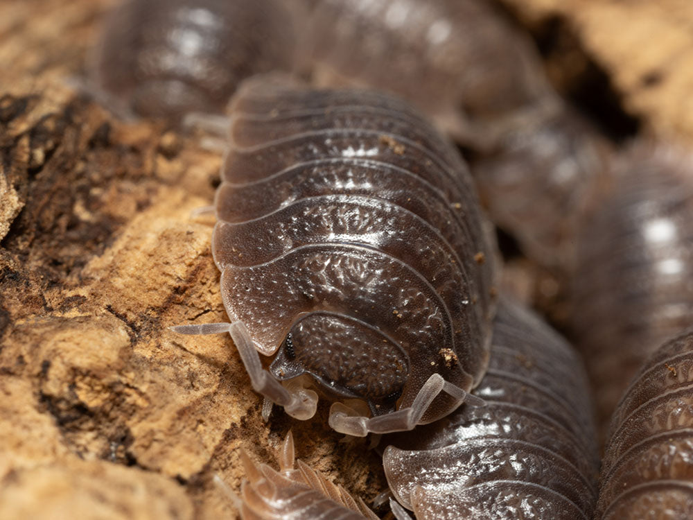 Giant Canyon Isopods (Porcellio dilatatus) RPG