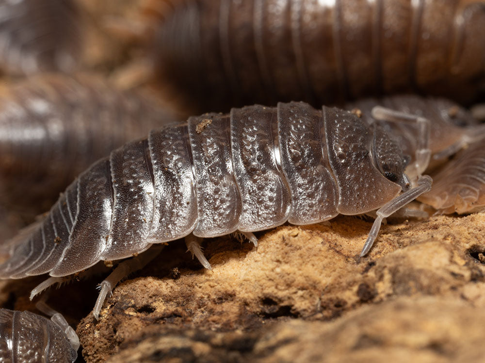 Giant Canyon Isopods (Porcellio dilatatus) RPG