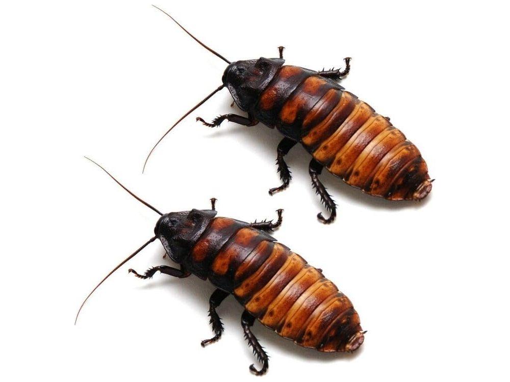 Madagascar Hissing Cockroach Adult Pairs DubiaRoaches.com