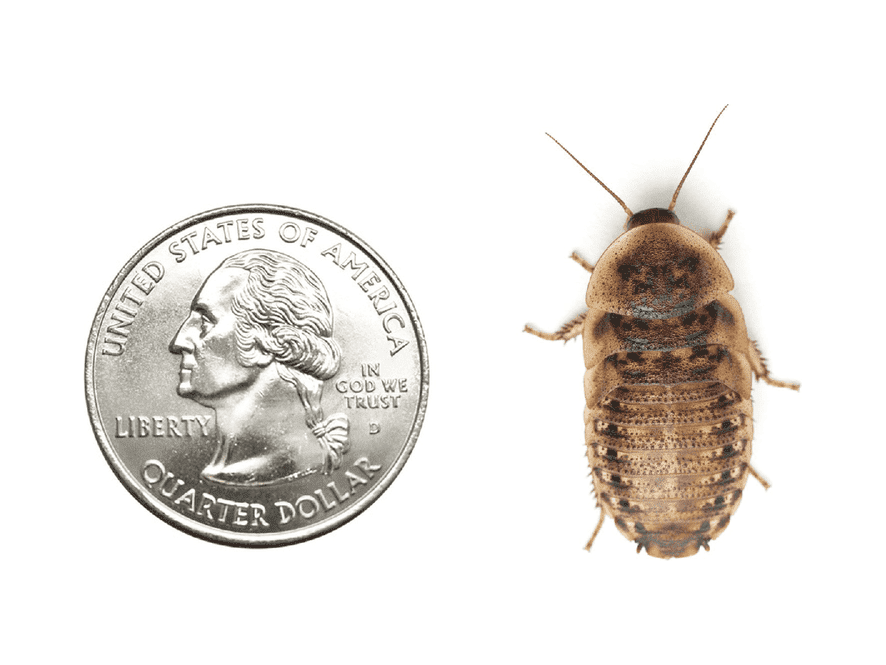 Large 1" Dubia FREE SHIPPING dubia roaches DubiaRoaches.com