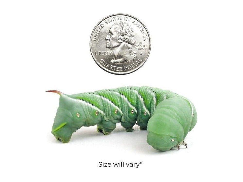 Hornworms FREE SHIPPING Reptile & Amphibian Food Dubia.com Large 6ct