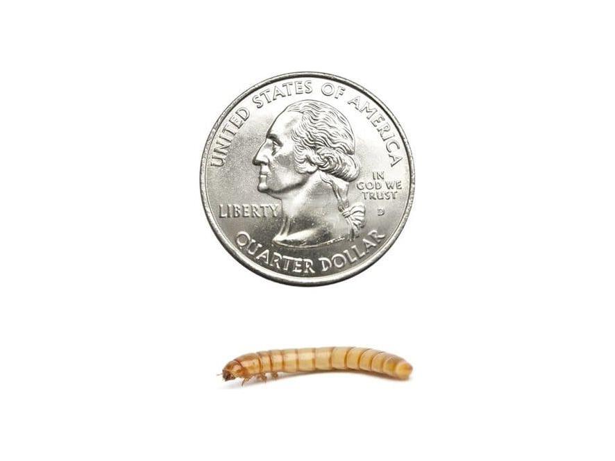 Mealworms FREE SHIPPING mealworms DubiaRoaches.com Large 1000
