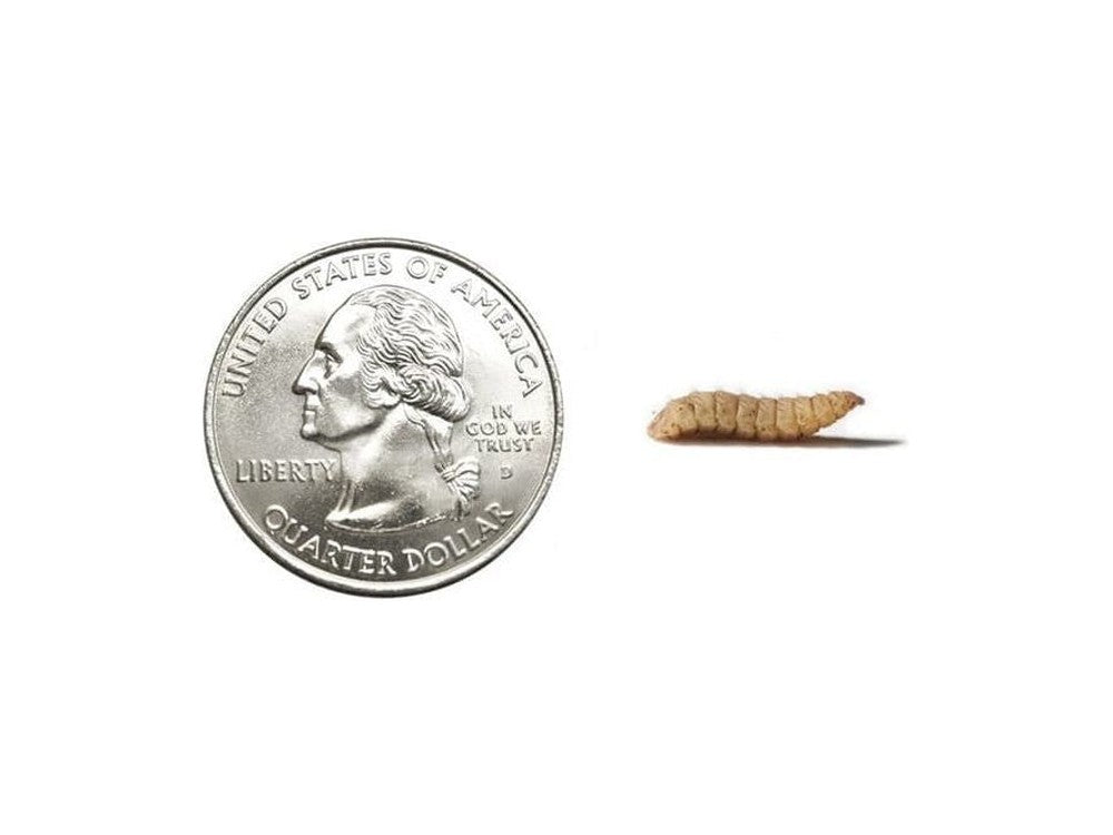 CalciGrubsâ?¢ nutrigrubs DubiaRoaches.com Large 500