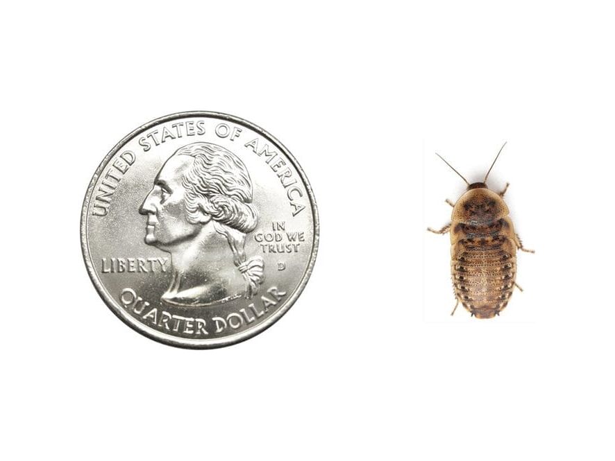 Medium 5/8" Dubia dubia roaches DubiaRoaches.com