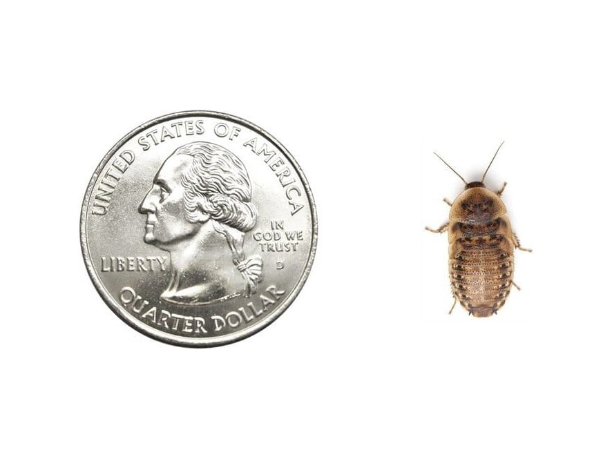 Medium 5/8" Dubia FREE SHIPPING dubia roaches DubiaRoaches.com