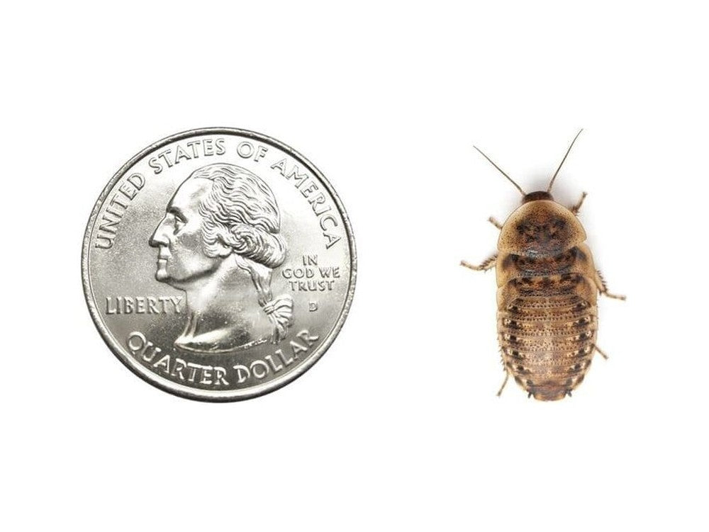 Large 7/8" Dubia FREE SHIPPING dubia roaches DubiaRoaches.com