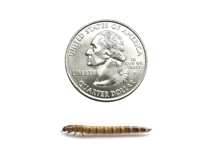 Superworms superworms DubiaRoaches.com Medium 50