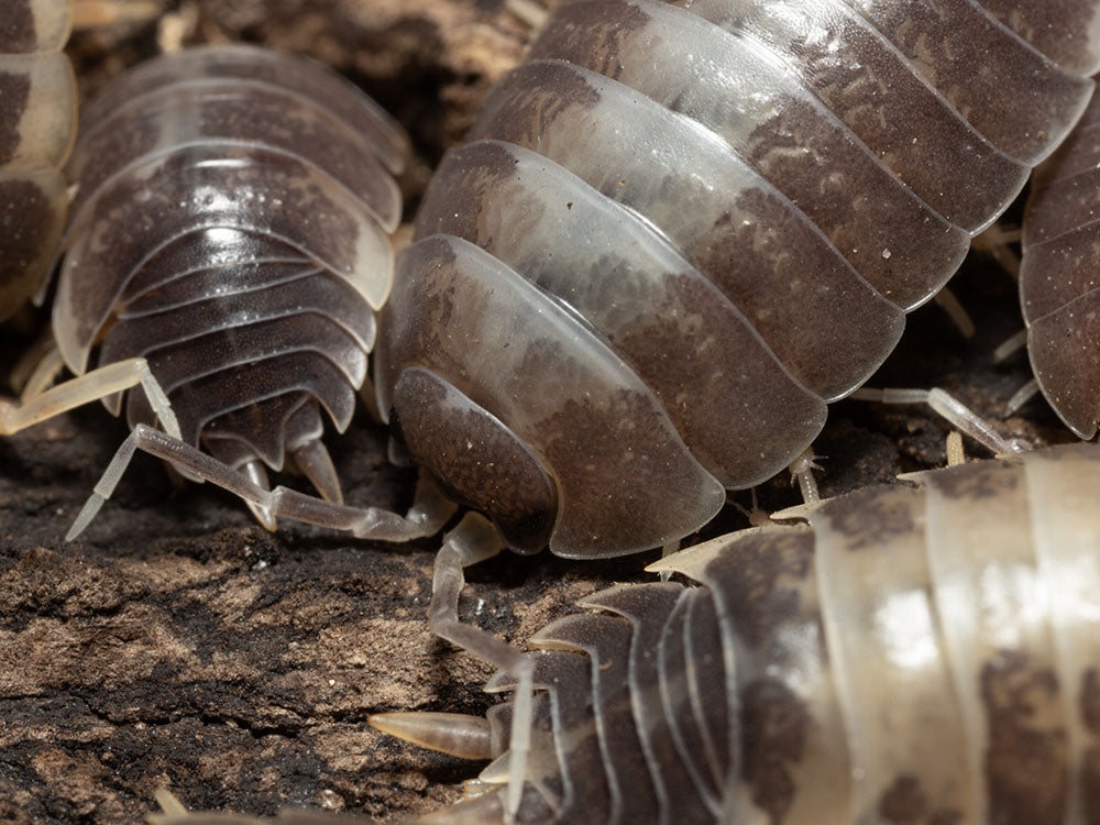 "Milkback" Isopods (Porcellio laevis) Reptile & Amphibian Supplies RPG