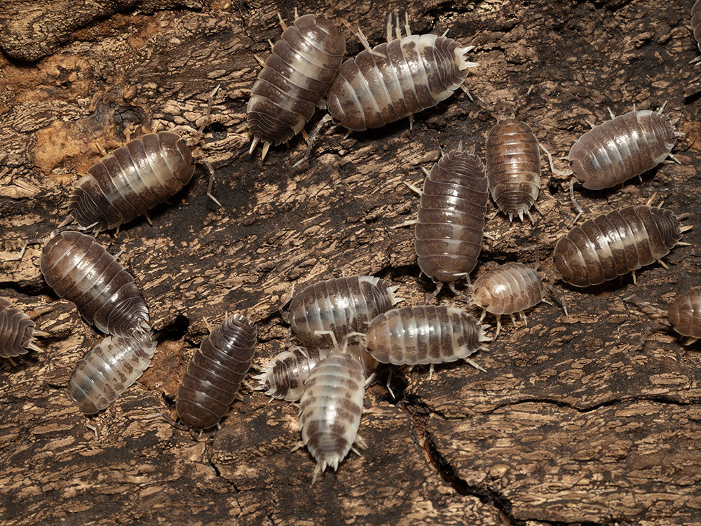 "Milkback" Isopods (Porcellio laevis) Reptile & Amphibian Supplies RPG