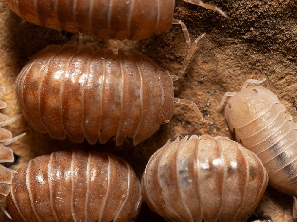 "Spanish Red" Isopods Armadillo officinalis