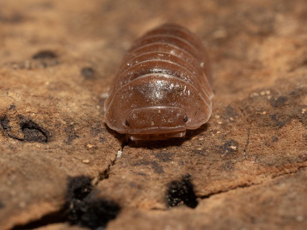 "Spanish Red" Isopods Armadillo officinalis