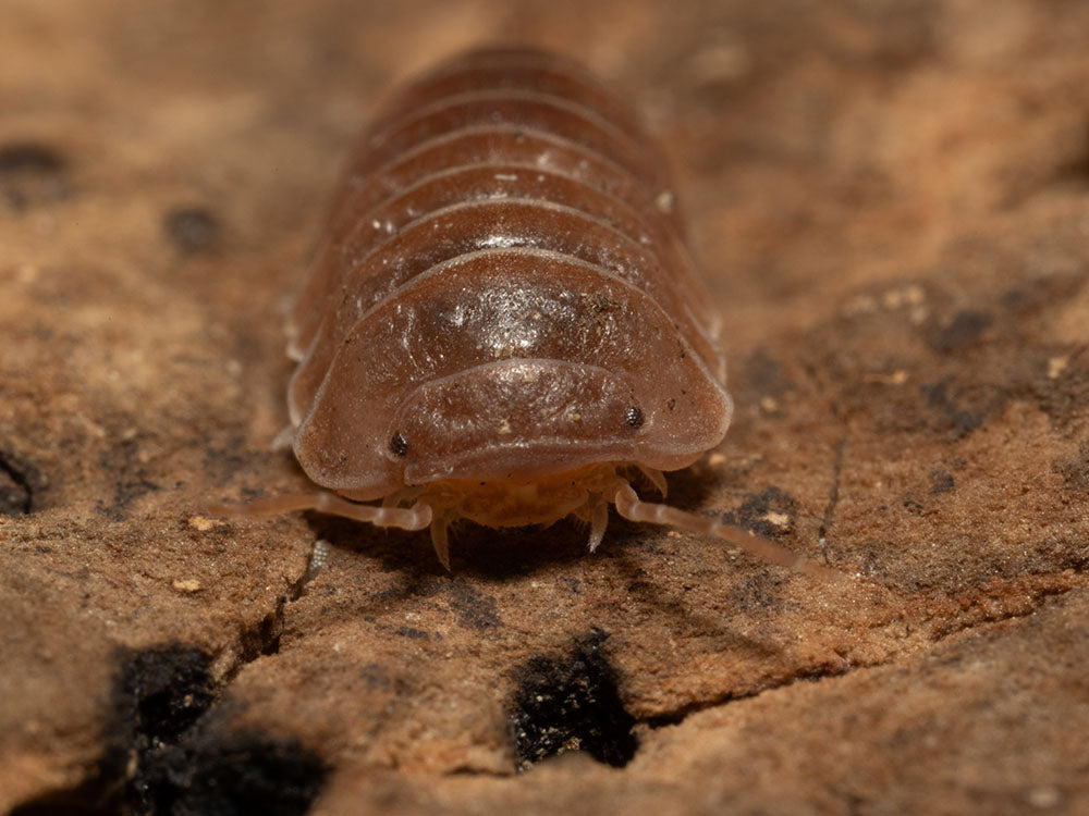 "Spanish Red" Isopods Armadillo officinalis