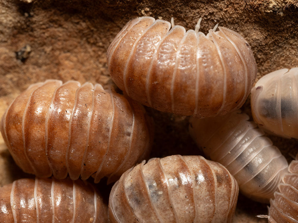 "Spanish Red" Isopods Armadillo officinalis