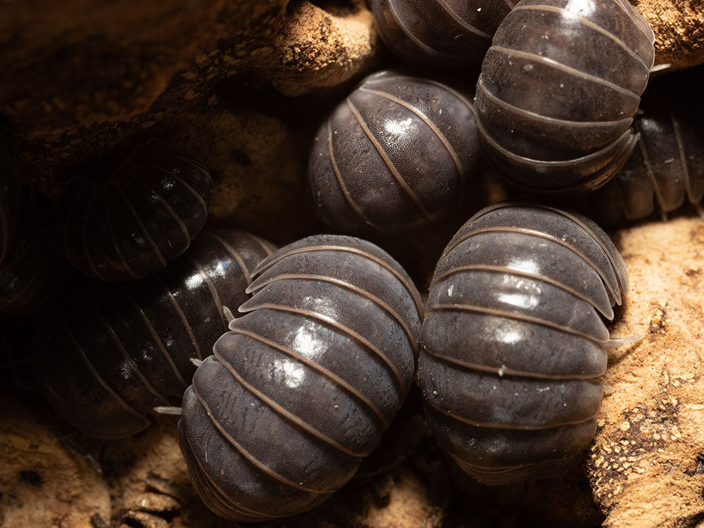 "Sicily" locale Isopods Armadillo officinalis