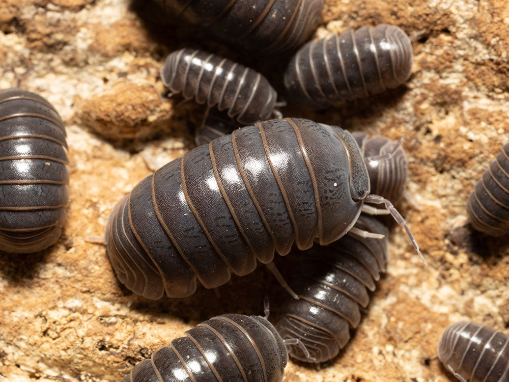 "Sicily" locale Isopods Armadillo officinalis