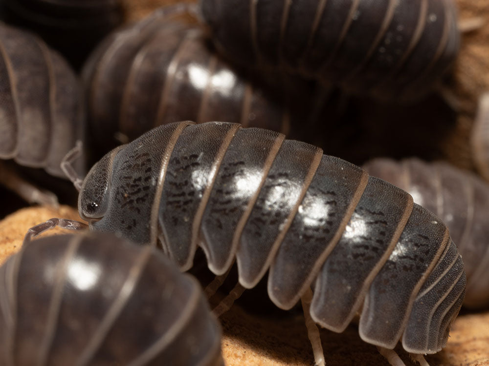 "Sicily" locale Isopods Armadillo officinalis